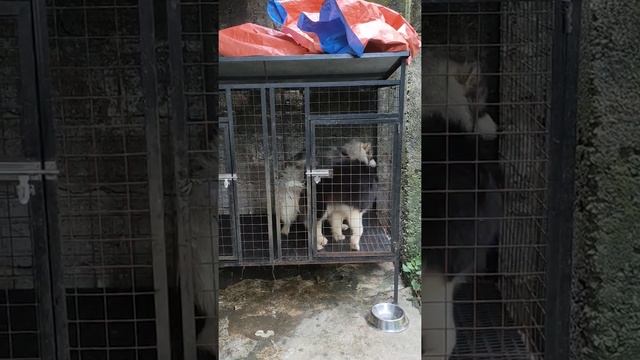 AGOUTI HUSKY BEST TIME FOR BREEDING смотреть онлайн