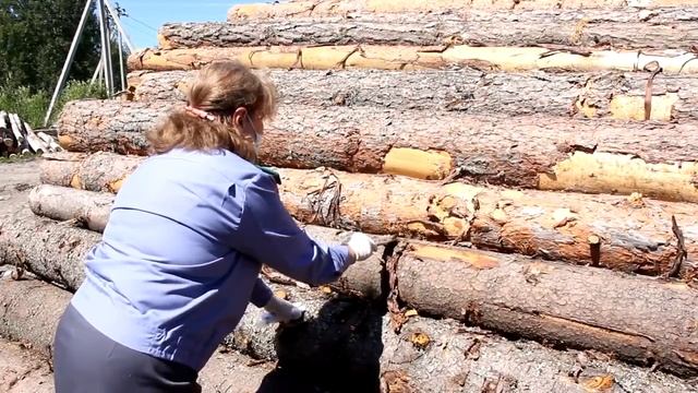 Жуки усачи смотреть онлайн