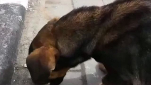 Таксы метис, Ричи в добрые руки из "Дружок в дом" смотреть онлайн
