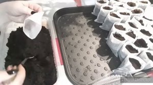 ПИКИРОВКА 3-Х НЕДЕЛЬНОЙ РАССАДЫ ПЕРЦА В МЕШОЧКИ!!!