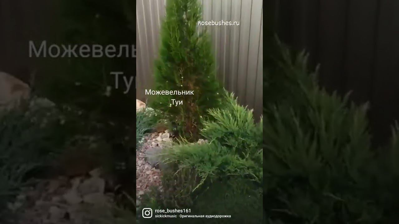 декоративные растения питомника rosebushes.ru смотреть онлайн