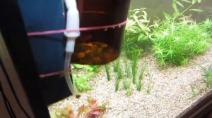 ? Самодельная система подачи СО2 в аквариум.