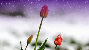 Футаж. Цветы на снегу 55