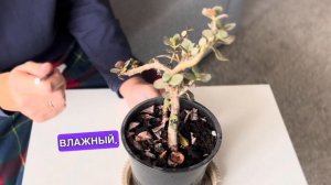 КАК ОЖИВИТЬ ВАШУ ТОЛСТЯНКУ