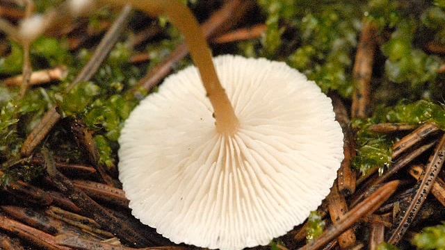 Collybia tuberosa смотреть онлайн