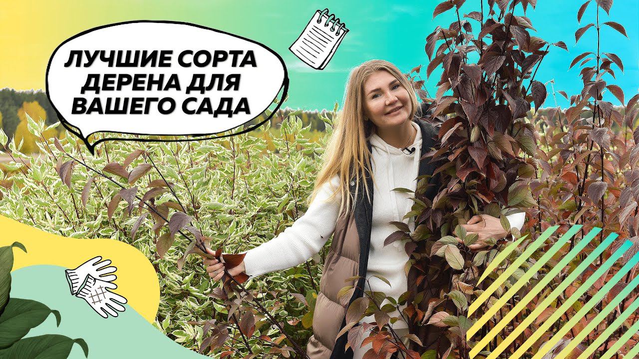 Дерен | Дерен Белый | Дерен Элегантиссима | Дерен Сибирика | Ландшафтный дизайн смотреть онлайн