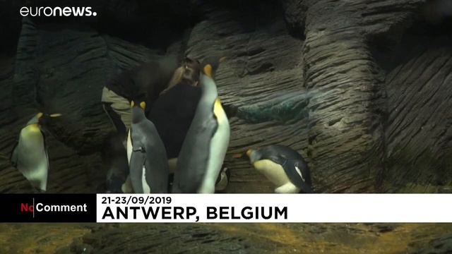 Как вылупляется пингвинёнок