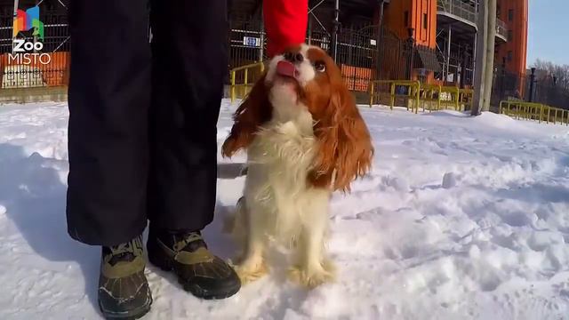 Интересные факты про Кинг Чарльз Спаниеля💗