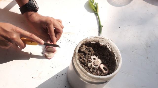How To Propagate JackFruit using EGG from Aloe Vera Rapidly ~ JackFruit Growing in Egg смотреть онлайн