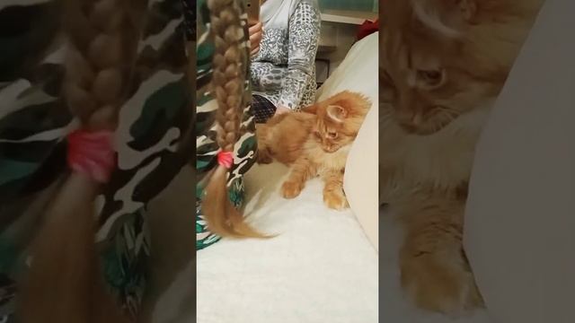 Рыбалка кота. смотреть онлайн