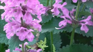 Буквица крупноцветковая/ Размножение