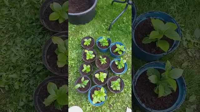 #garden #гортензия #пересадка черенков в горшки 23.08.23 смотреть онлайн