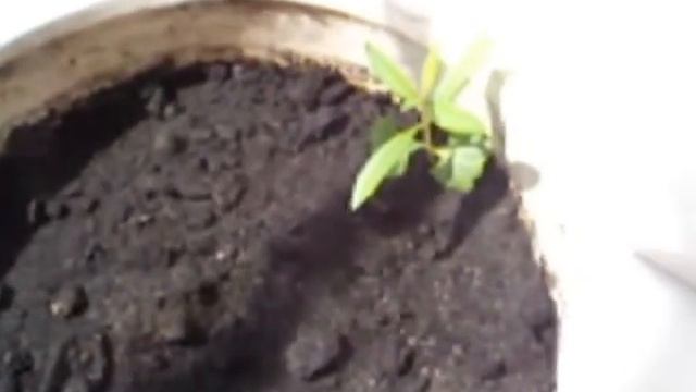 Мандарин 3 смотреть онлайн