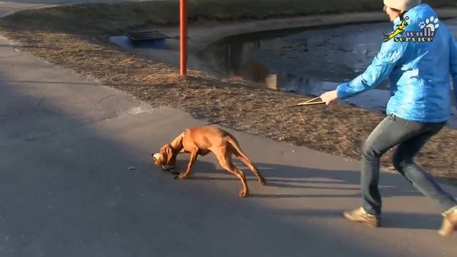 Три кита воспитательной дрессировки щенка смотреть онлайн