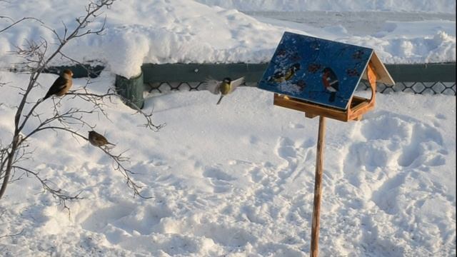 Эту птичку знаю я! Парыгина Анастасия смотреть онлайн