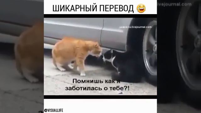 Кошки ругаются. смотреть онлайн