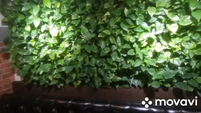 Фитостена вертикальное озелинение в Хмильной Качке