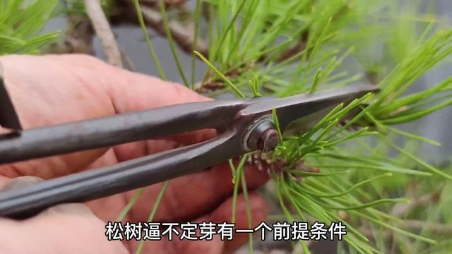 There are several ways to sprouting pine trees松樹逼芽有幾種方法 смотреть онлайн