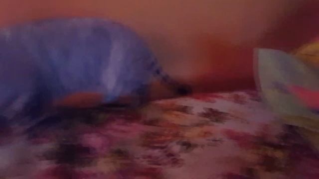 Бонапарт в новой семье  Шотландский вислоухий кот