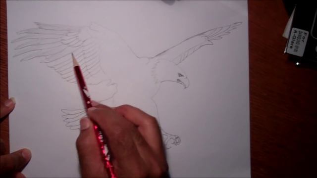 Drawing a Bald Eagle смотреть онлайн