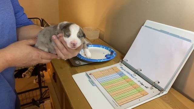 Mini Aussie Puppies doing Puppy Culture ENS at 10 days смотреть онлайн