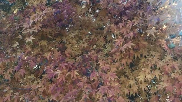 Люба Рид танцы от депрессии. Мамдам S не в восторге от Чебурашки. Жизнь на юге англии в Тайланде. смотреть онлайн