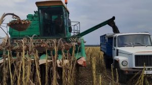 Уборка подсолнечника 2023! Российская селекция удивляет!