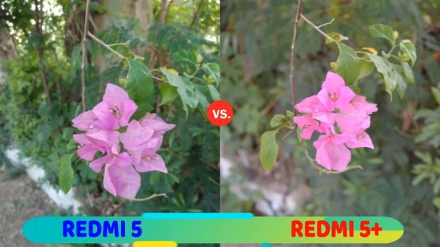 REDMI 5 Vs REDMI 5 PLUS : Detailed Camera Comparison смотреть онлайн