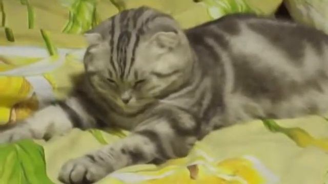 Как я засыпаю после работы смотреть онлайн