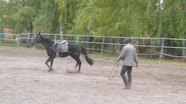 Продам лошадь Холл смотреть онлайн