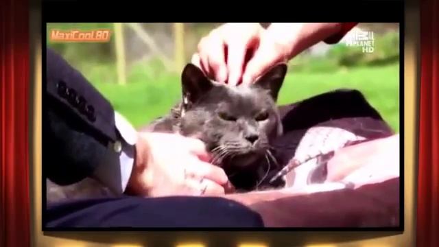 Британская короткошерстная кошка Выбор породы смотреть онлайн