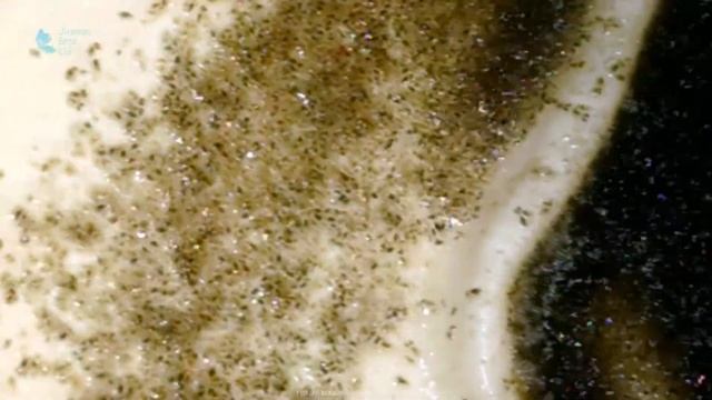 Winter Catch -  Live Betta Food (diaptomus, Cyclops,daphnia ...) - Зимняя ловля живого корма.