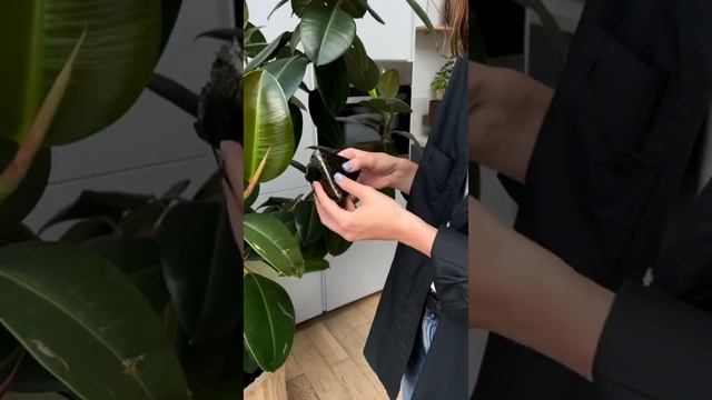 Веганские Кулинарные Рецепты со Вкусом