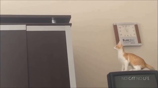 Funny Cat Jump Fail Compilation смотреть онлайн