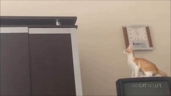 Funny Cat Jump Fail Compilation