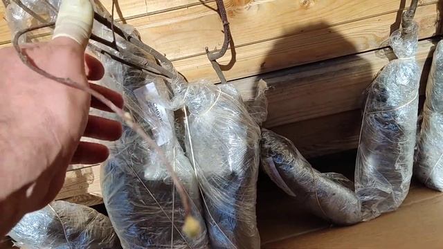 Еще одна посылка с саженцами от Помалейко. 20.04.2022. Ленинградская область.