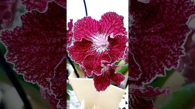 Стрептокарпус в Одессе. Магазин фиалок в Одессе. Люстдорфская дорога 152/6 т 0983891416 Светлана. смотреть онлайн