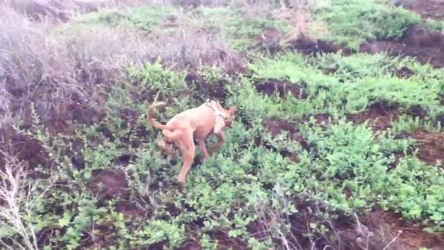Tracking Podenco Canario смотреть онлайн