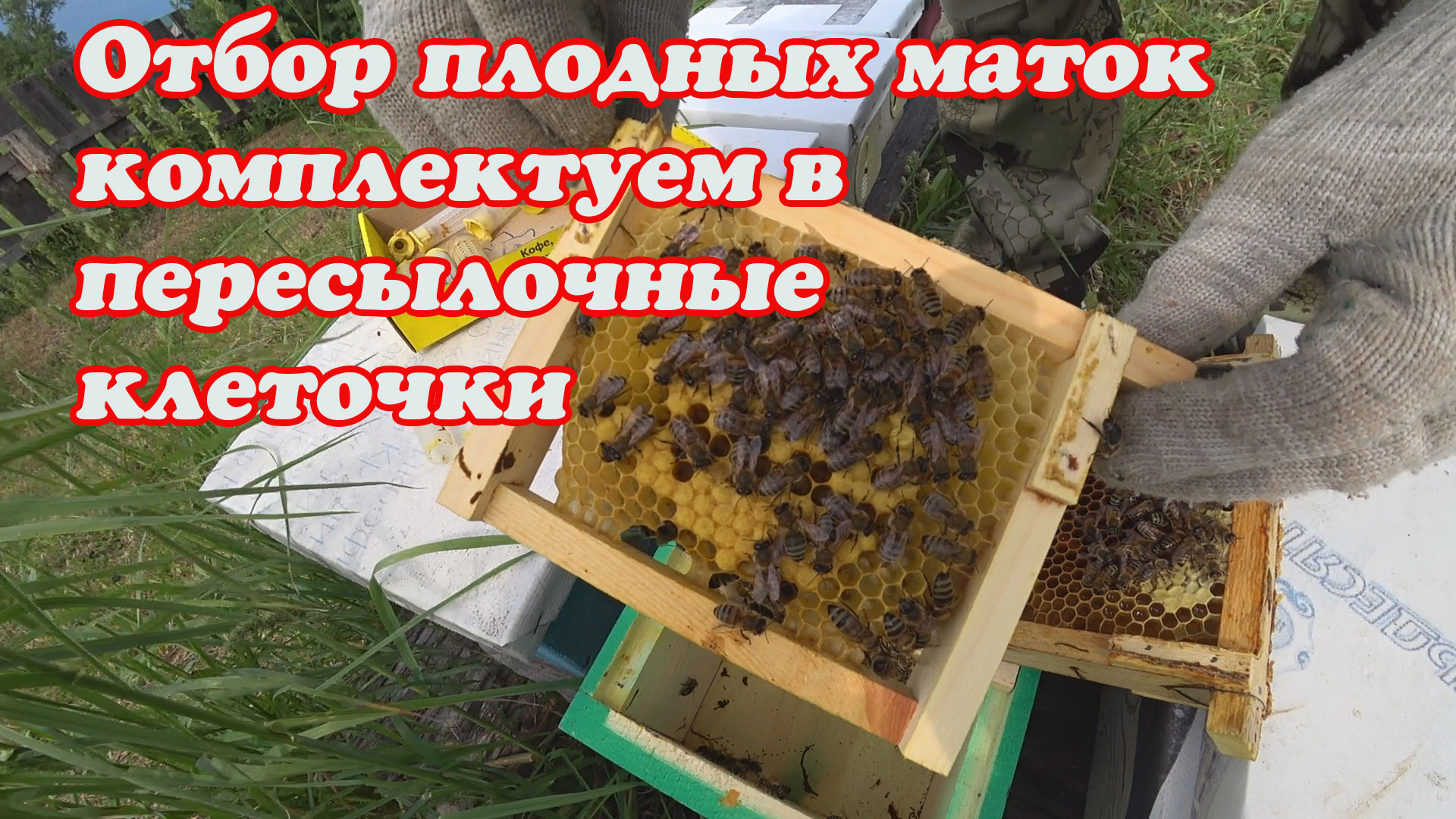 ОТБОР ПЛОДНЫХ МАТОК ИЗ НУКЛЕУСОВ, МЕЧЕНИЕ И КОМПЛЕКТАЦИЯ ПЕРЕСЫЛОЧНОЙ КЛЕТОЧКИ. смотреть онлайн