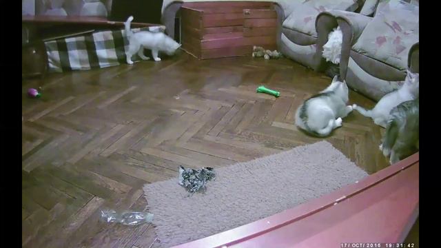 Хасята онлайн / Siberian husky live смотреть онлайн