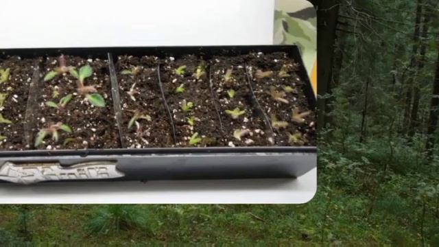 РОЗМНОЖЕННЯ ФІАЛОК-ХИМЕР, АКВАРЕЛЬ, ЛЕ-КАРУСЕЛЬ, КРІС, КВІТКОНОСАМИ В ДОМАШНІХ УМОВАХ