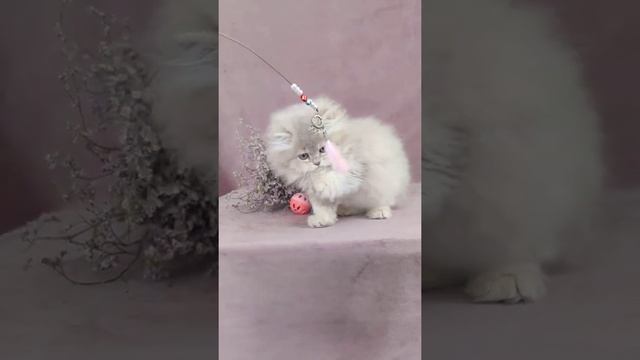 Невозможная красотка ? британская длинношерстная девочка смотреть онлайн