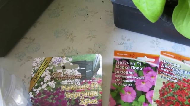 АПРЕЛЬ(12ч) ПЕТУНИЯ ВЫРАЩЕНА! смотреть онлайн