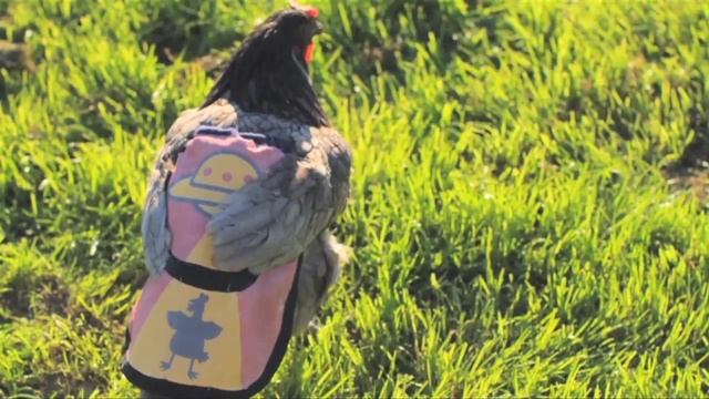 Pointless Fun - Dude Where is my Chicken? смотреть онлайн