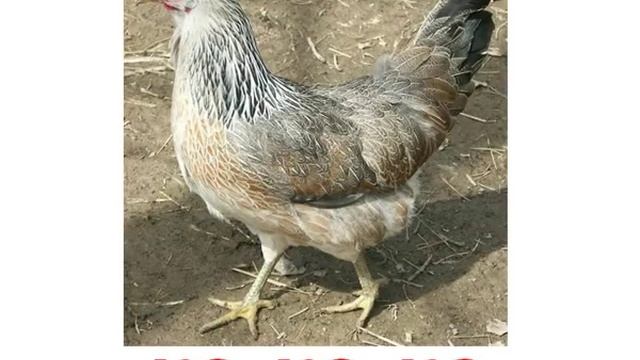 Тварини хто як робить