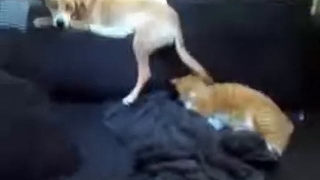 Собака не дает коту спать смотреть онлайн