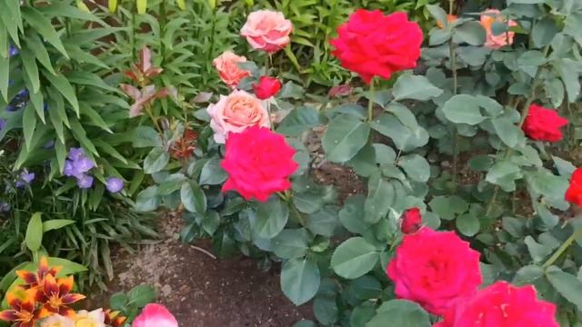 НЕПРИХОТЛИВЫЕ и ЦВЕТУТ БУКЕТАМИ! Показываю САМЫЕ ЗАМЕЧАТЕЛЬНЫЕ сорта РОЗ смотреть онлайн