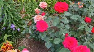 НЕПРИХОТЛИВЫЕ и ЦВЕТУТ БУКЕТАМИ! Показываю САМЫЕ ЗАМЕЧАТЕЛЬНЫЕ сорта РОЗ