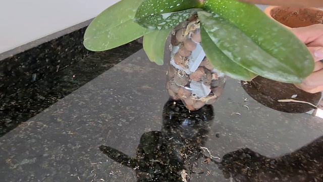 Phalaenopsis na semi hidroponia смотреть онлайн