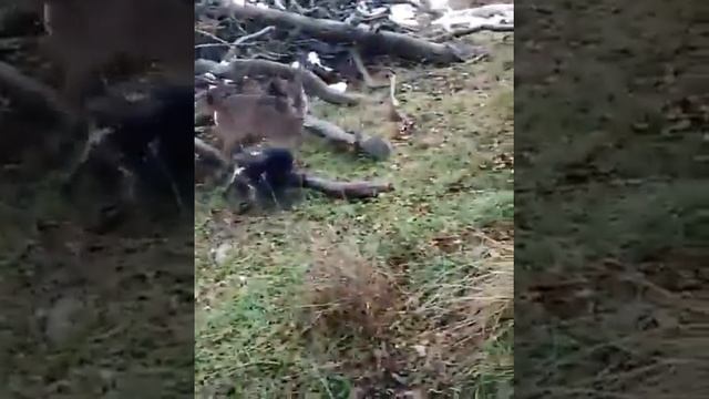 Косуля против двух собак! смотреть онлайн